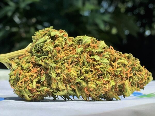 pineapple express weed strain